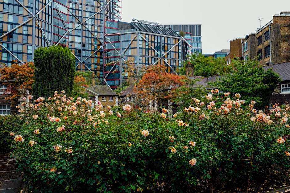 A vibrant garden of blooming roses with soft pink, peach, and cream petals, set against a backdrop of modern high-rise buildings and traditional brown brick houses. The roses are arranged in dense clu