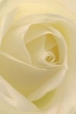 This intimate image invites you inside the gentle embrace of a white rose, where petals spiral outwards in creamy, almost luminescent tones. The texture appears so soft, it gives the impression of brushing silk beneath your fingers-a sensation familiar to anyone who's watched early morning flower orders prepared along Penge's High Street. Shadows curl gracefully between velvety folds, lending the bloom a serene sense of depth and stillness. The mood is peaceful, the kind that suits moments of heartfelt sympathy, admiration, or the quiet hope of new beginnings celebrated in Penge's close-knit community. The rose is a pure symbol-a classic expression of care carried from the florist's table to local homes and events with the utmost artistry. Its nearly translucent outer petals and subtle fragrance complete a scene full of quiet beauty, skill, and gentle emotion, capturing what it means to send or receive a truly meaningful floral gift in Penge.